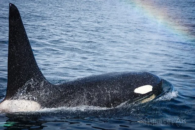 Kachemak Bay Wildlife Tour - Image 3