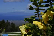 Maui Iao Valley, Distillery and Lavender Farm Tour thumbnail 5