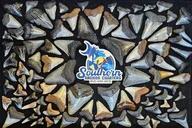 Charleston Shark Tooth and Fossil Island Drop-off thumbnail 2