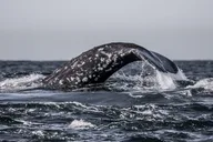 Monterey Whale Watching Tour thumbnail 2