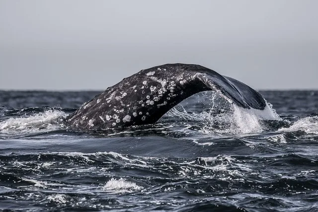 Monterey Whale Watching Tour - Image 2