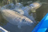 Chassahowitzka River Kayak Tour thumbnail 1