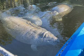 Chassahowitzka River Kayak Tour