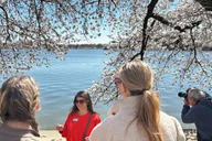 Washington DC Cherry Blossoms Walking Tour thumbnail 4