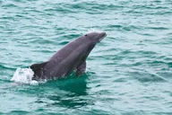 Destin Dolphin Cruise on a Glass-Bottom Boat thumbnail 5
