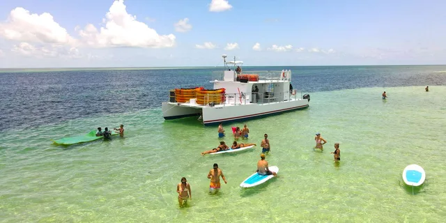 Key West Dolphin Watching Tour with Lunch - Image 4