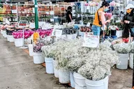 Los Angeles Fashion & Flower District Walking Tour thumbnail 3