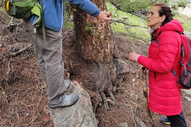 Rocky Mountain National Park Half Day Hike - Image 3