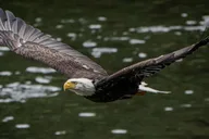 Ketchikan Private Tour: Rainforest and Wildlife thumbnail 6