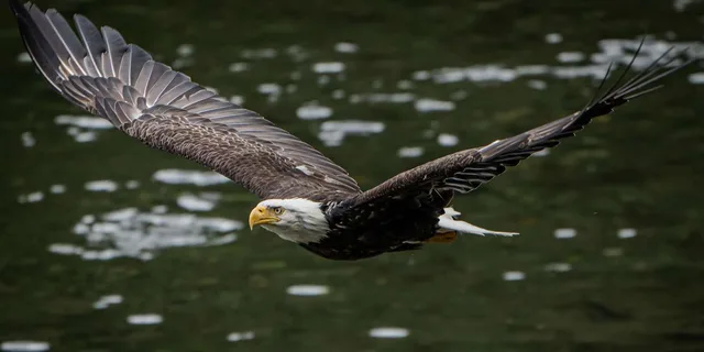 Ketchikan Private Tour: Rainforest and Wildlife - Image 6