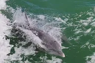 South Padre Island Dolphin Watch & Eco Tour 90 Min thumbnail 5