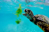 Waikiki Catamaran Snorkel Sail with Lunch thumbnail 6