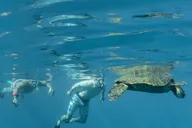 Ma'alaea Turtle Town Snorkel Cruise thumbnail 1