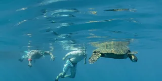 Ma'alaea Turtle Town Snorkel Cruise