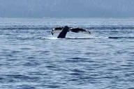 Juneau Whale Watching Tour 3.5 Hours thumbnail 6