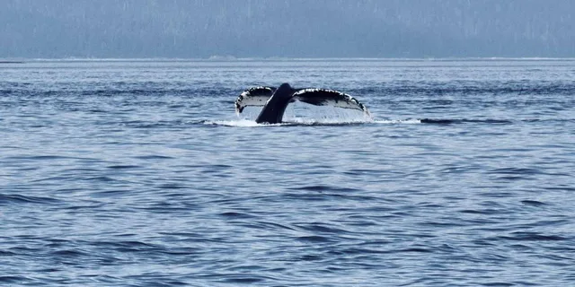 Juneau Whale Watching Tour 3.5 Hours - Image 6