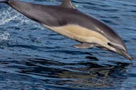 San Diego Dolphin Watch Sunset Cruise thumbnail 3