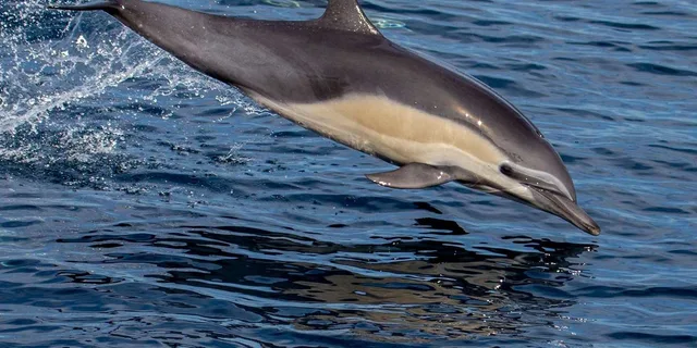 San Diego Dolphin Watch Sunset Cruise - Image 3