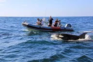 San Diego Whale and Dolphin Watching Tour thumbnail 2
