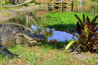 Orlando Airboat Ride and Wildlife Park Tour thumbnail 2