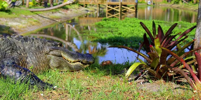 Orlando Airboat Ride and Wildlife Park Tour - Image 2
