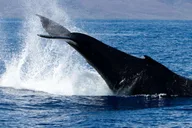 Maui Whale Watching Sail & Lunch thumbnail 5