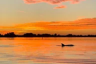Anna Maria Island Kayaking with Dolphins at Sunset thumbnail 1