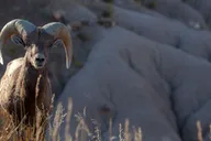 Rapid City Badlands National Park Day Tour thumbnail 5