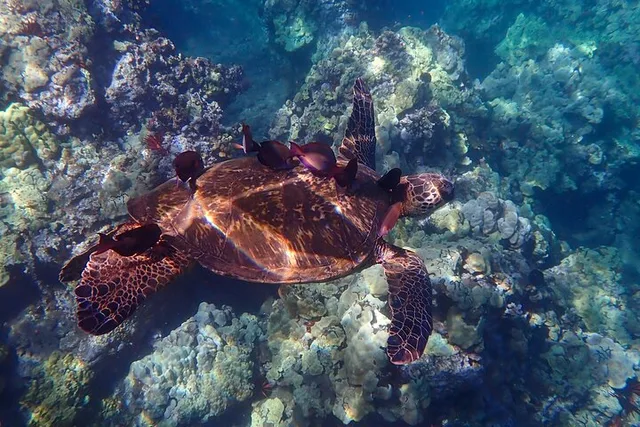 Maui Kayak and Snorkel Tour (3 hr) - Image 4
