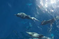 San Diego Whale Watching Cruise on Yacht America thumbnail 6