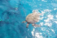Waikiki Turtle Canyon Snorkeling Adventure thumbnail 4