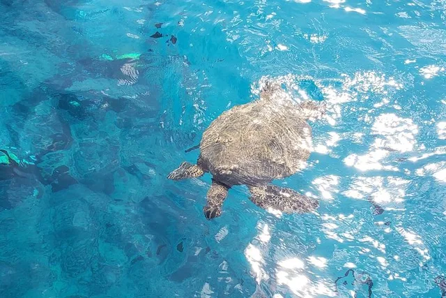 Waikiki Turtle Canyon Snorkeling Adventure - Image 4