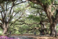 New Orleans Oak Alley Plantation Tour thumbnail 2