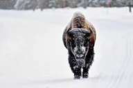 Yellowstone Winter Wolf Watching Safari thumbnail 2