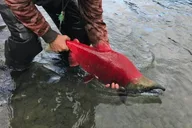 Kenai River Fishing Trip thumbnail 2