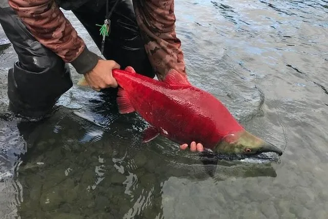 Kenai River Fishing Trip - Image 2
