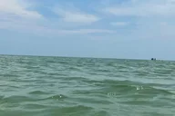 Cape Coral Dolphin Sightseeing Boat Tour thumbnail 5