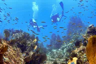Kauai Scuba Diving for Beginners thumbnail 2
