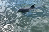 Key Largo Boat Eco Tour thumbnail 5