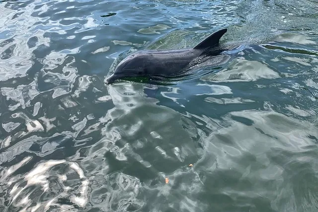 Key Largo Boat Eco Tour - Image 5