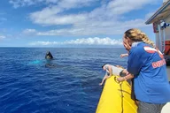 Lahaina Whale Watching Raft Tour 2 hr thumbnail 2
