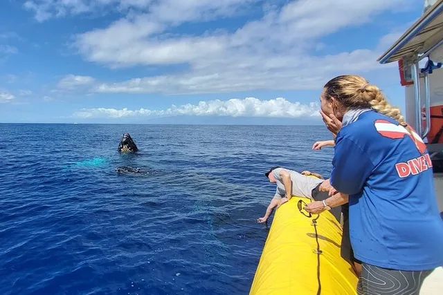 Lahaina Whale Watching Raft Tour 2 hr - Image 2