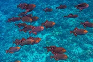 Maui Turtle Reef Snorkel thumbnail 5