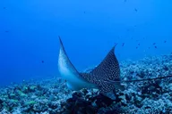 Kailua-Kona Snorkeling Adventure thumbnail 2