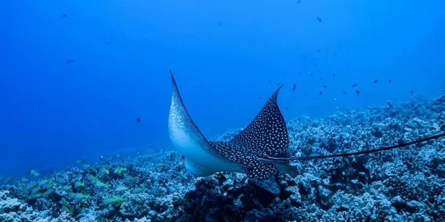 Kailua-Kona Snorkeling Adventure - Image 2