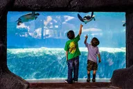 Maui Ocean Center Admission Ticket thumbnail 6