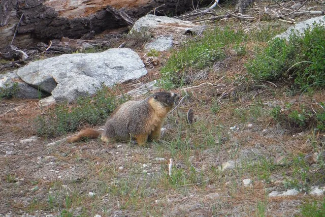 Yosemite High Country Adaptive Tour - Image 4