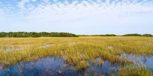 Miami Everglades Private Tour 4 hr - Image 3