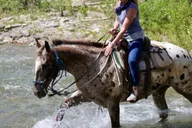 Jackson Horseback Tour with Lunch 4.5 hr thumbnail 4