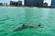 Clearwater Beach Dolphin and Island Sandbar Cruise thumbnail 2